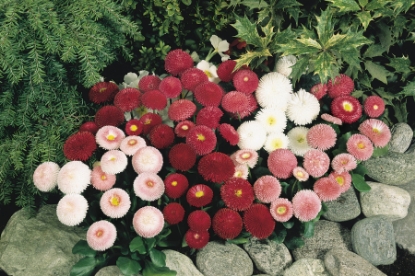 Picture of Bellis Perennis - Tasso Mixed Pills